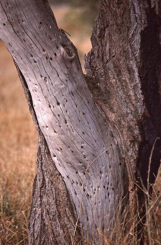 WT 1400 209-19 Kenya.jpg